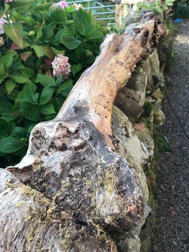 Huge dry cankered ash - , wood