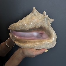 Huge Vintage Ocean Shell