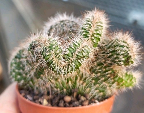 Stenocereus hollianus crested - stenocereus,