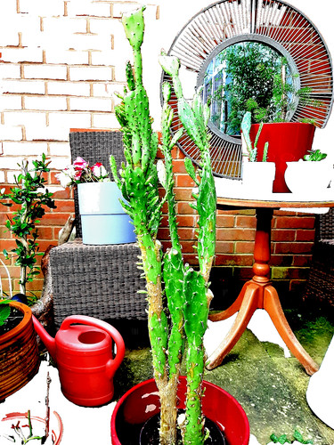 Large 900mm drooping prickly - large,