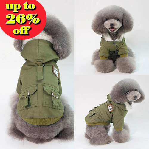 Winter pet small dog - winter,