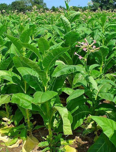 Tobacco large plug plants - large,