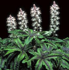 Tiarella 'Iron Butterfly' 3