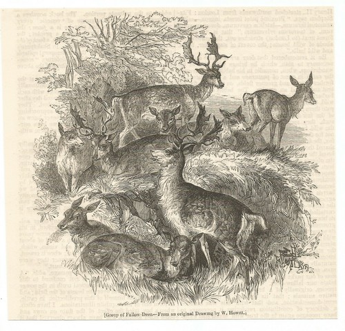 Group fallow deer howitt - of,