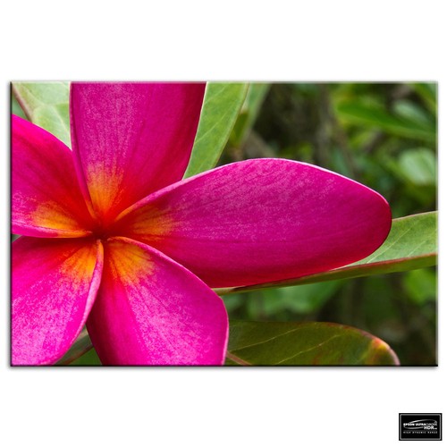 Flowers botanical floral box - botanical,