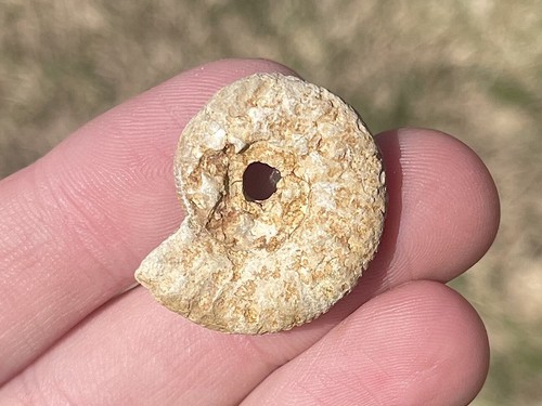 France fossil ammonite - france,
