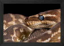 PYTHON KING Framed Wall Art