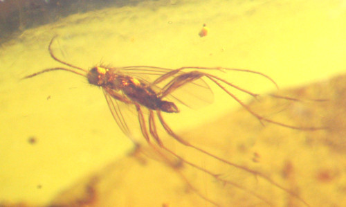 Cretaceous amber fossil - cretaceous,