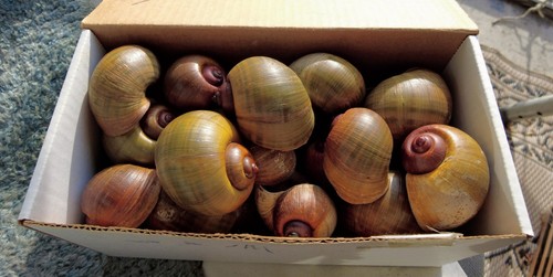Large florida apple - 33, snail