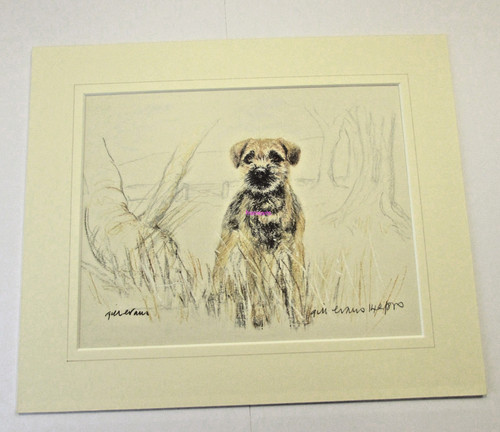 Border terrier gill - terrier, evans
