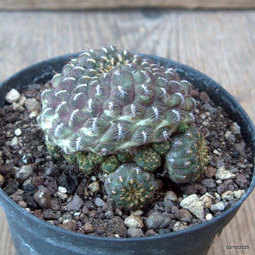 D6876 sulcorebutia rauschii - d6876,