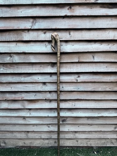 Twisted twisty hazel - twisty, walking