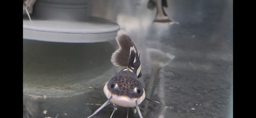 Redtail catfish - catfish, –