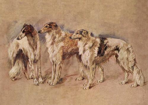 Borzoi dog greeting card - borzoi, three