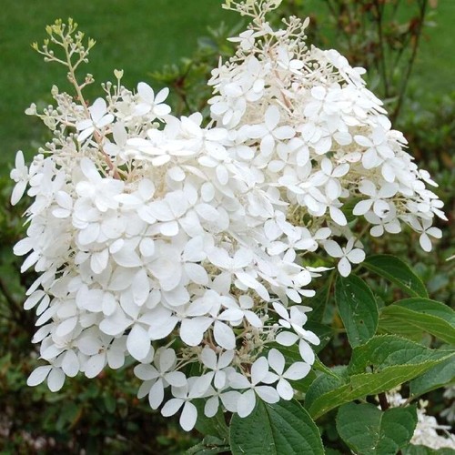 Hydrangea phantom 2 ltr - phantom,