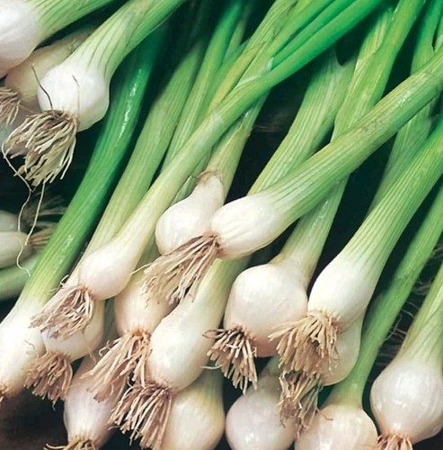 Organic spring onion white - onion,