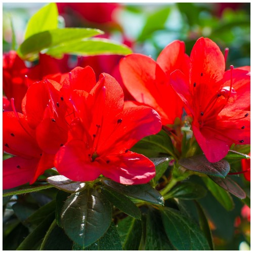 Azalea rhododendron hot - azalea,