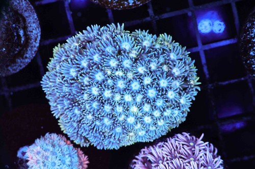 Blue goniopora coral colony - blue,