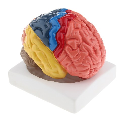 Disassembled anatomical - 4d,