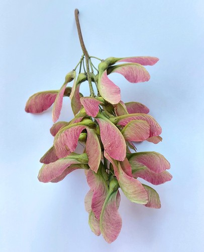 Sycamore maple tree seeds for - seeds,,
