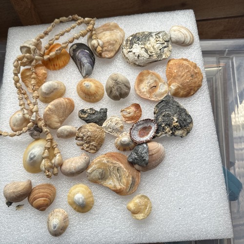 Job lot sea shells - lot,