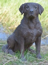 Brown Labrador Retriever Dog