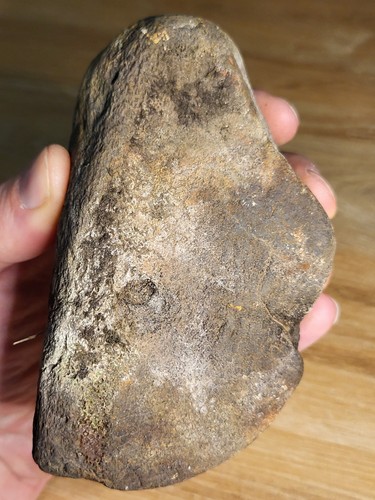 Plesiosaur fossil 560 - xl,