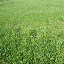 Marshall Pasture Forage Type