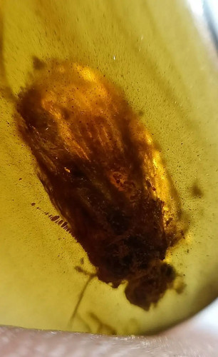 Burmese burmite cretaceous - burmese,