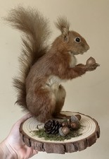 Antique Red Squirrel Taxidermy Holding An Acorn ?️