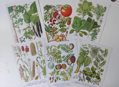 Botanical prints set vintage - botanical,