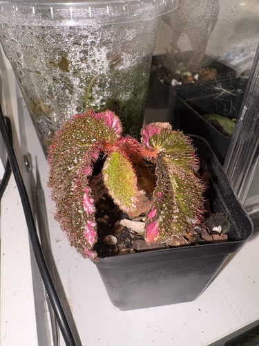 Begonia fulvovillosa formerly - fulvovillosa,