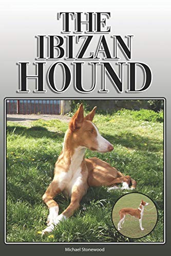 Ibizan hound complete and - hound,