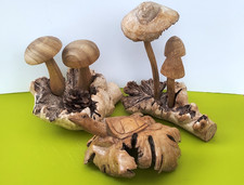 Hand-carved wooden mushrooms & turtle sculptures bundle