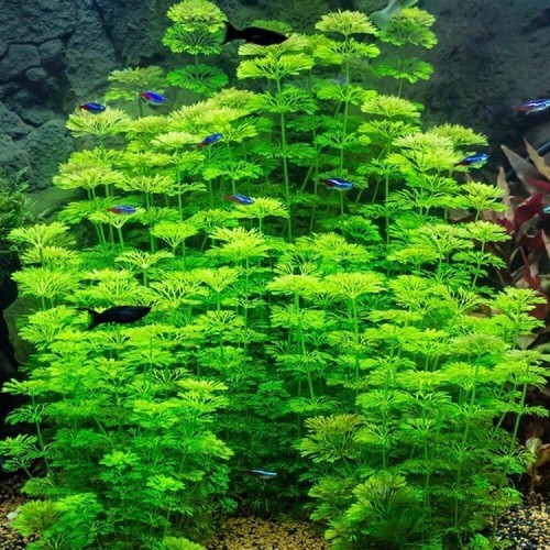 Limnophila sessiliflora - x,