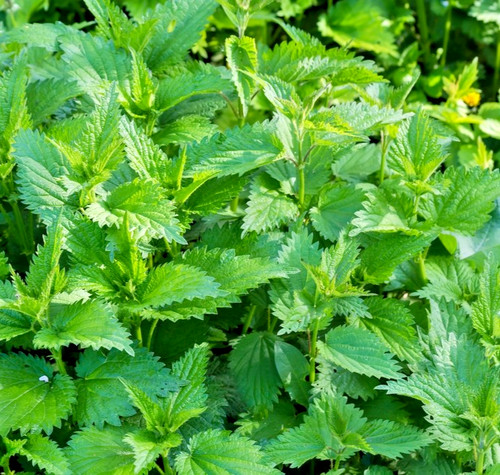 1500x stinging nettle seeds - 1500x,