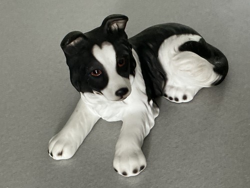 Border fine arts - fine, collie