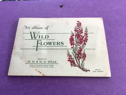 Wild flowers 1st - flowers, full