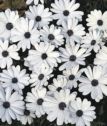 Osteospermum ecklonis african - ecklonis,