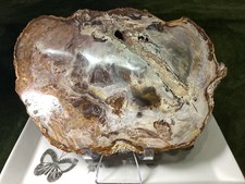 Crystal Petrified Wood Slab