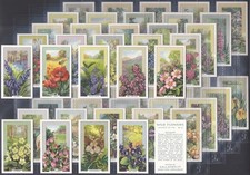 GALLAHER-FULL SET- WILD