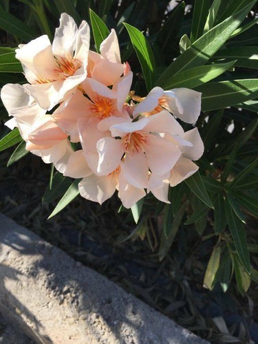 Nerium oleander mixed oleander
