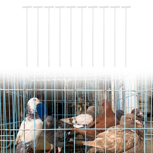 10x pigeon entrance door - pigeon,