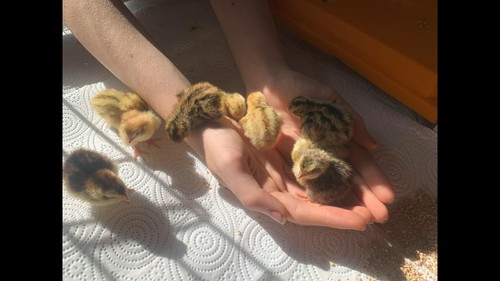 Quail eggs - quail,