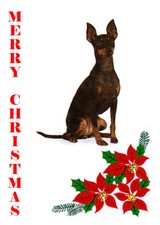 ENGLISH TOY TERRIER BLACK &