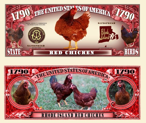 Rhode island red chicken - rhode,