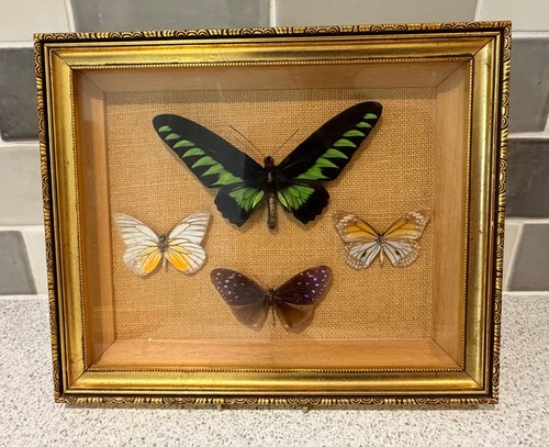 Framed specimen butterfly - 4,