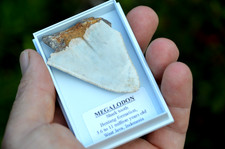 WOW, Genuine MEGALODON SHARK