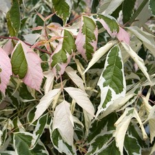 Acer negundo Flamingo plant in