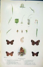 Original Old Antique Print Speckled Wood Insect Larva Worm Butterfly Cycle